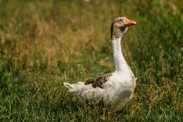 A flock of domestic geese is floating in the pond. Ecology. Pure organic product.