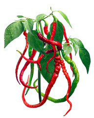 Bangalore whippet's tail chile pepper plant, paths