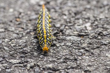 A large Colorful caterpillar crawls along the asphalt