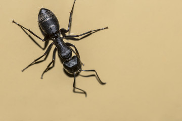 Ant against the background