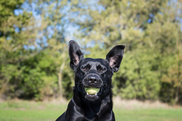 Black dog in the park at sunny day.