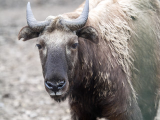 Mishmi takin, Budorcas taxicolor taxicolor, is a strong Asian tour