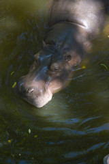 Fototapeta premium A large, thick-skinned hippopotamus swims in the pond.
