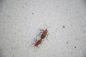 Large red tropical beetles mate.