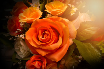 Orange Roses