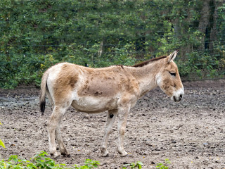 the rare wild donkey Turkmenian kulan, Equus hemionus kulan
