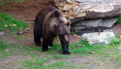 L'ours brun de suède