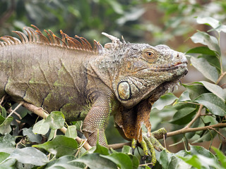 Mighty male on branch Green iguana, Iguana iguana