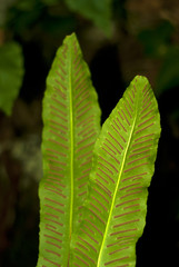 two sheets of fern Asplenium scolopendrium, known as hart's-tongue fern, closeup on a blurred background