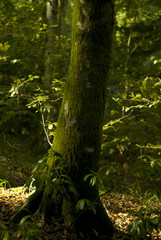 The trunk of yew, covered with moss and wrapped of bindweed, in the sunlit forest thicket