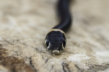 Small black snake on a light background