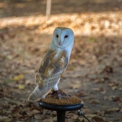 Close-up of White Common Barn Owl
