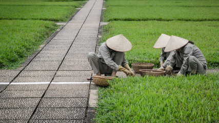 Unidentified gardeners working in a park in Ho Chi Minh city, Vietnam