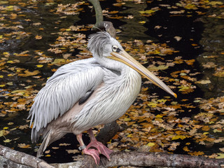 Dalmatian pelican, Pelecanus crispus sitting on a branch over water
