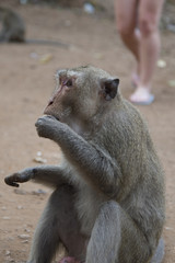 A wild rhesus monkey eats a banana..