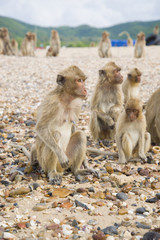 Monkey island. Thailand. Monkey looking into the distance.