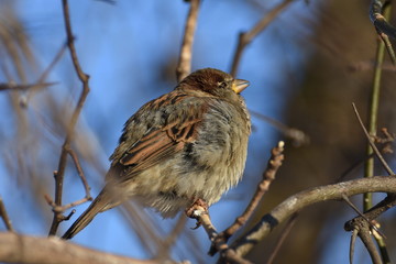 sparrow on a frost-22