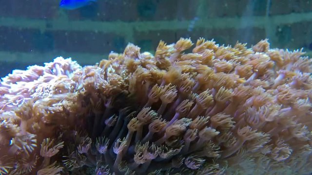 beautiful coral in tank 4K
