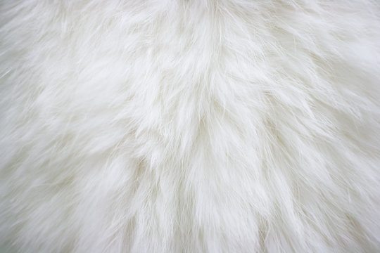 Texture of natural long-haired white fur.