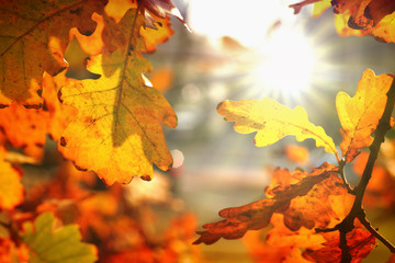 autumn oak leaves arranged in a circle and the sun glowing in the middle