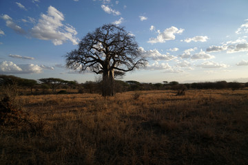 Fototapeta na wymiar Tarangire Nationalpark Tansania