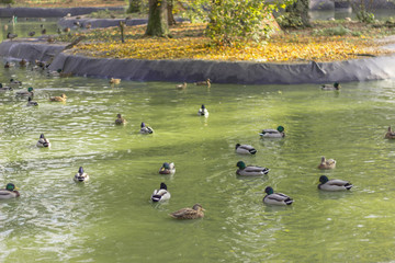 ducks in the water or the river many different colors near the bridge on the shore is a small house