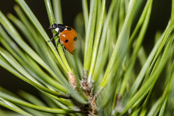 ladybird on green needles closeup
