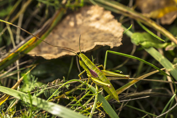 green grasshopper on the grass
