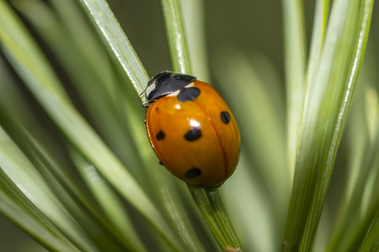 ladybird on green needles closeup