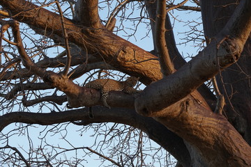 Leopard im Tarangire Nationalpark Tansania
