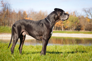 Black great dane dog