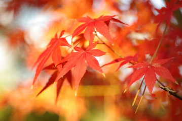 紅葉 -宮島 紅葉谷公園にて-