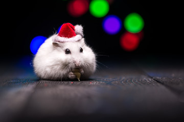 Cute hamster with santa hat on bsckground with christmas lights.