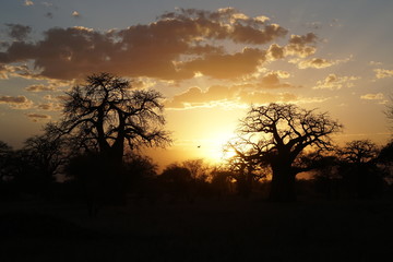 Obraz na płótnie Canvas Safari Tarangire Nationalpark Tansania