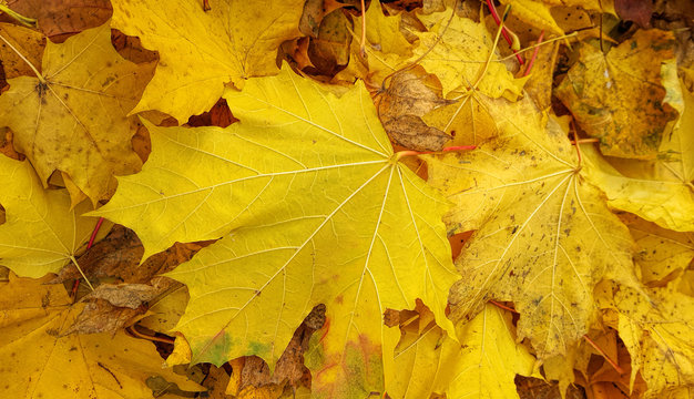 Bright yellow autumn background from fallen leaves