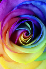 Obraz na płótnie Canvas Close up of rainbow rose flower