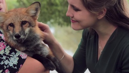 Woman touches and caresses tame fox carefully background of greenery. Surprised lady gently caresses a wild animal that sits in hands of breeder.