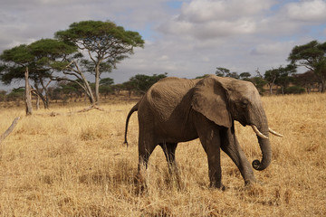 Fototapeta premium Safari Tarangire National Park Tanzania