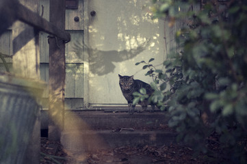 A cat hovering over a bird leg cowers in the shadow of a large bird on a spooky door step