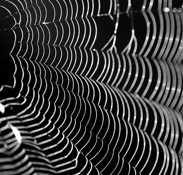 Spiderweb in black and white