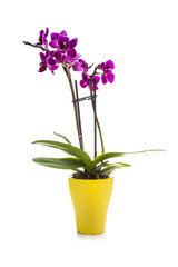 Naklejka na ściany i meble Pink orchid in a pot