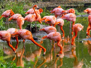 a flock of beautifully red Phoenicopterus ruber, Greater Flamingo