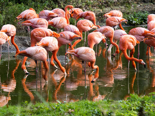 a flock of beautifully red Phoenicopterus ruber, Greater Flamingo