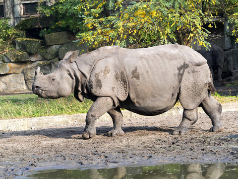 Indian rhinoceros, Rhinoceros unicornis, adult female