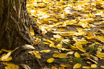 Yellow, autumn leaves lying under the trunk of a standing tree
