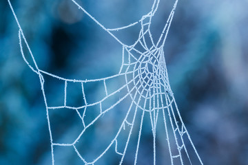 Spinnennetz mit Raureif