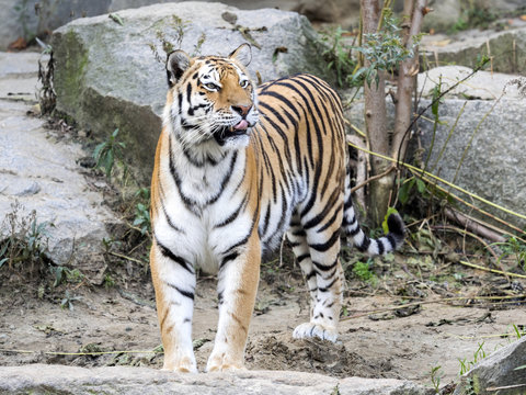 Amur Tiger, Panthera tigris altaica, standing in a stony habitat