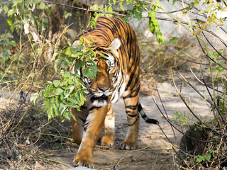 adult male Indochinese tiger, Panthera tigris corbetti, hidden in the bushes watching the surroundings