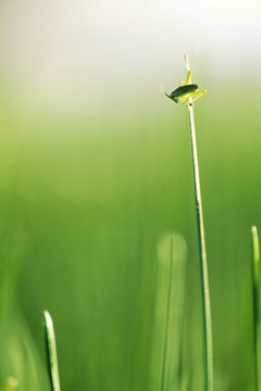 Curious grasshopper