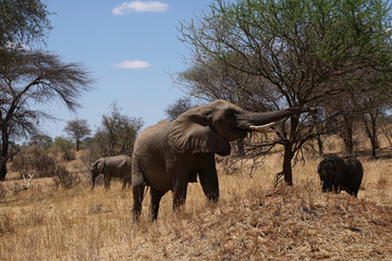 Naklejka na ściany i meble Safari Tarangire Nationalpark Tansania